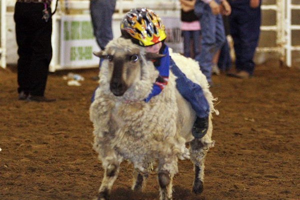 A sheep with a helmet on is being ridden by some people.