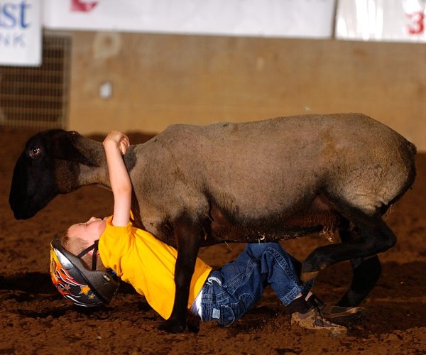A boy is wrestling with an animal on the ground.