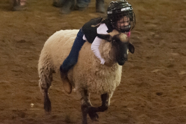 rodeo-events-mutton-bustin