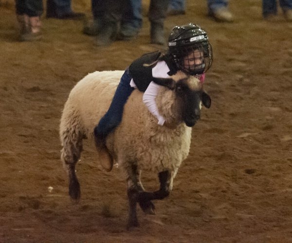 A young boy riding on the back of a sheep.
